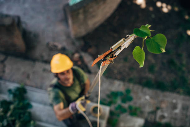 How Our Tree Care Process Works  in Manchester, PA